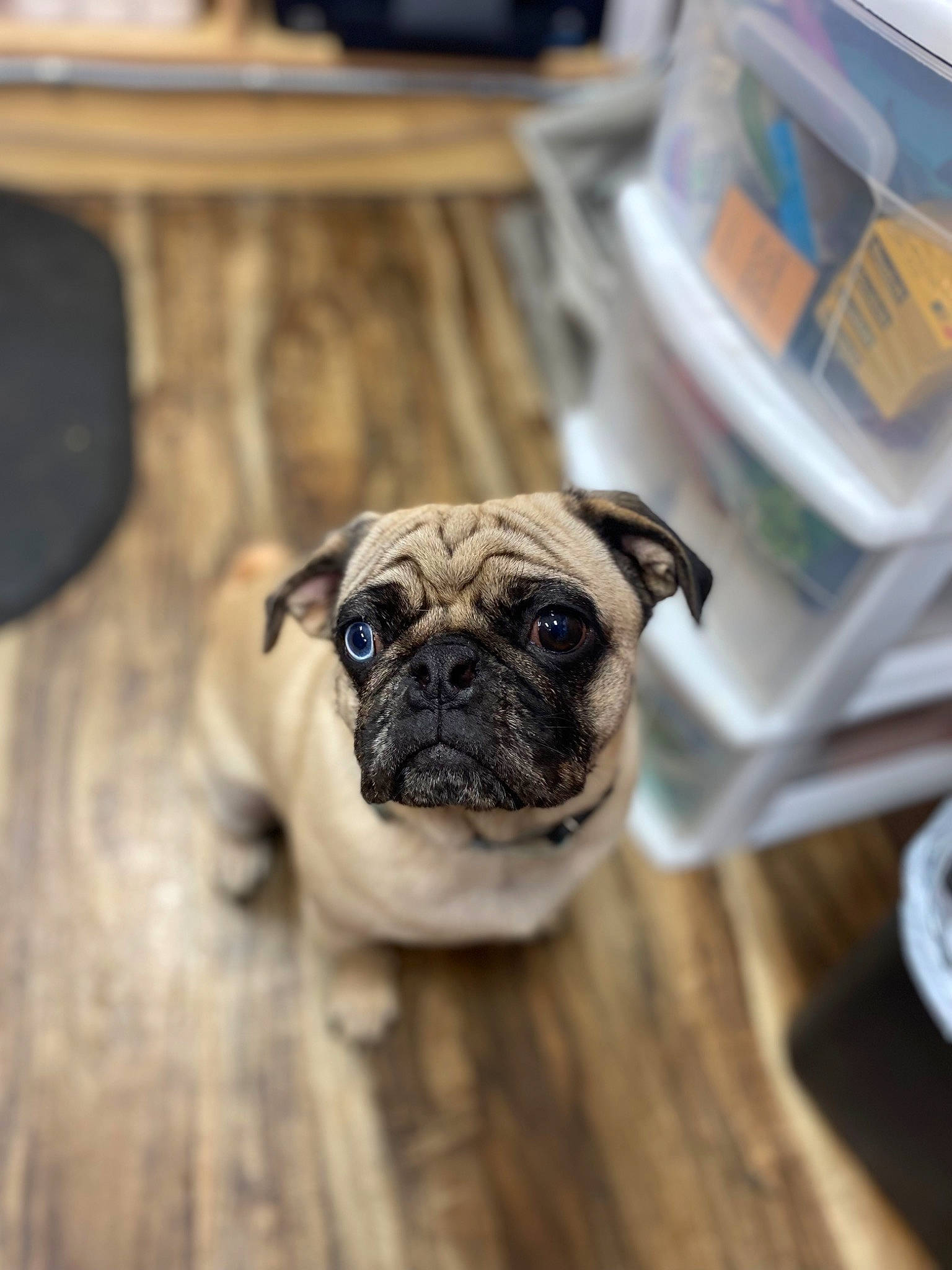Blu joined the competition — help win amazing prizes! canidae, carnivore, companion_dog, dog, dog_breed, fawn, flooring, fur, hardwood, non_sporting_group, pug, puppy, snout, sporting_group, terrestrial_animal, toy_dog, whiskers, wood, working_dog, wrinkle