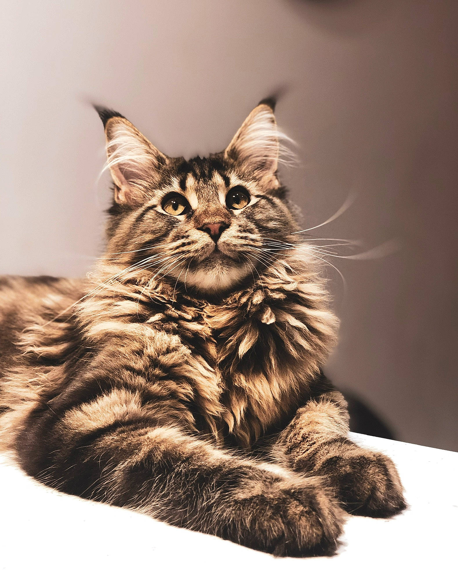 Pablo Du Royaume Du Nord a rejoint le concours — aidez-le/la à gagner de superbes lots ! asian, british_semi_longhair, carnivore, cat, domestic_long_haired_cat, dragon_li, european_shorthair, felidae, fur, kitten, maine_coon, mammal, norwegian_forest_cat, pixie_bob, siberian, small_to_medium_sized_cats, tabby_cat, vertebrate, whiskers