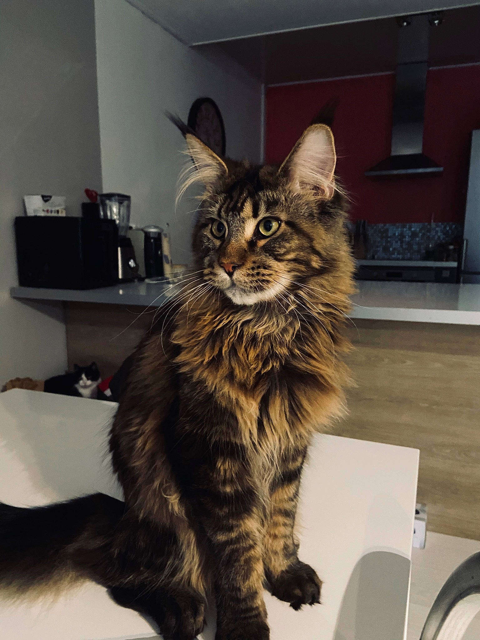 Pablo Du Royaume Du Nord participe au concours pour gagner de l'argent avec cette photo : asian, carnivore, cat, domestic_long_haired_cat, domestic_short_haired_cat, dragon_li, european_shorthair, felidae, fur, kitten, kurilian_bobtail, maine_coon, mammal, norwegian_forest_cat, pixie_bob, siberian, small_to_medium_sized_cats, tabby_cat, vertebrate, whiskers