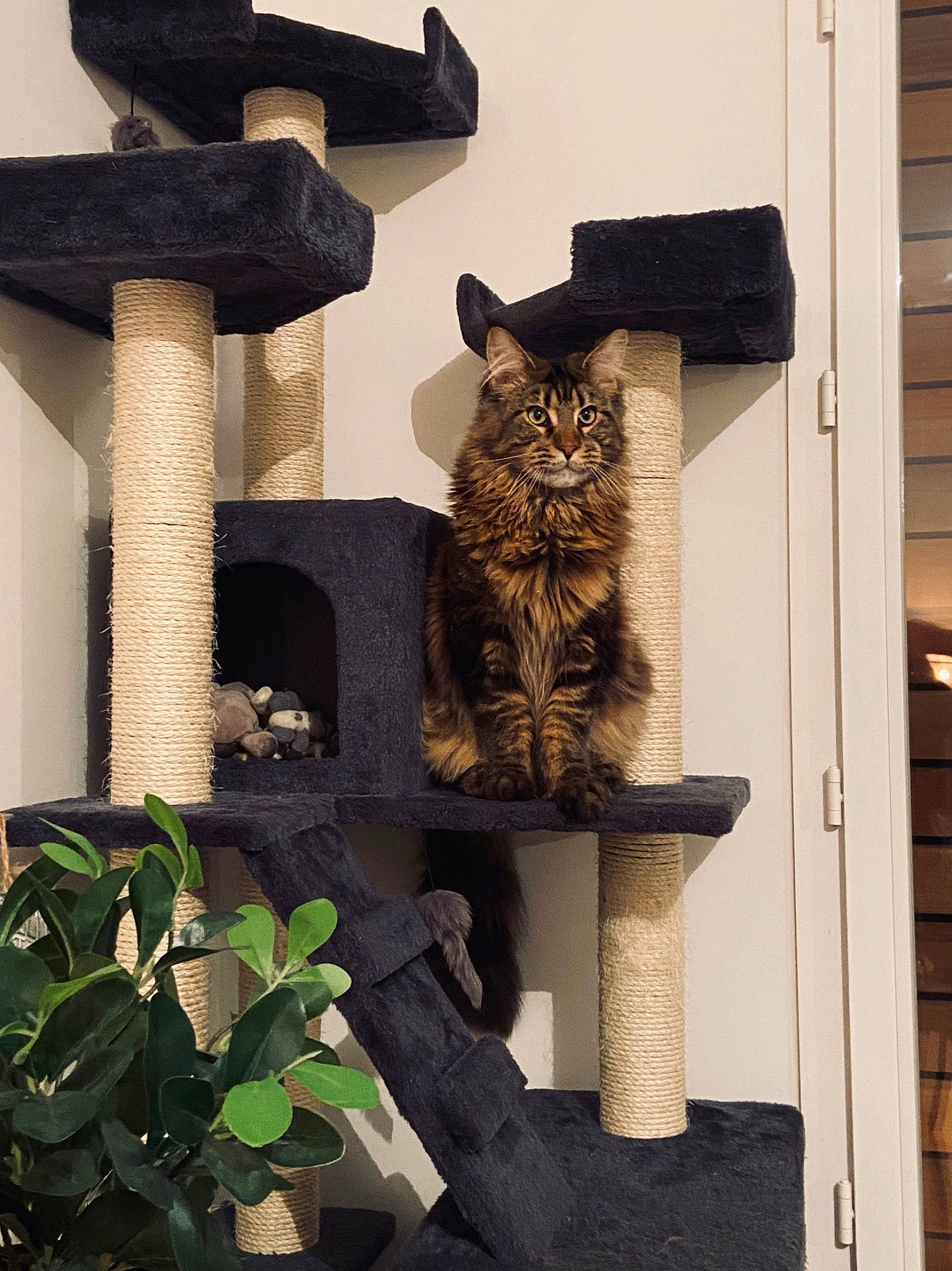 Pablo Du Royaume Du Nord a rejoint le concours — aidez-le/la à gagner de superbes lots ! asian, carnivore, cat, domestic_short_haired_cat, european_shorthair, felidae, kitten, maine_coon, polydactyl_cat, small_to_medium_sized_cats, tabby_cat, whiskers, wood