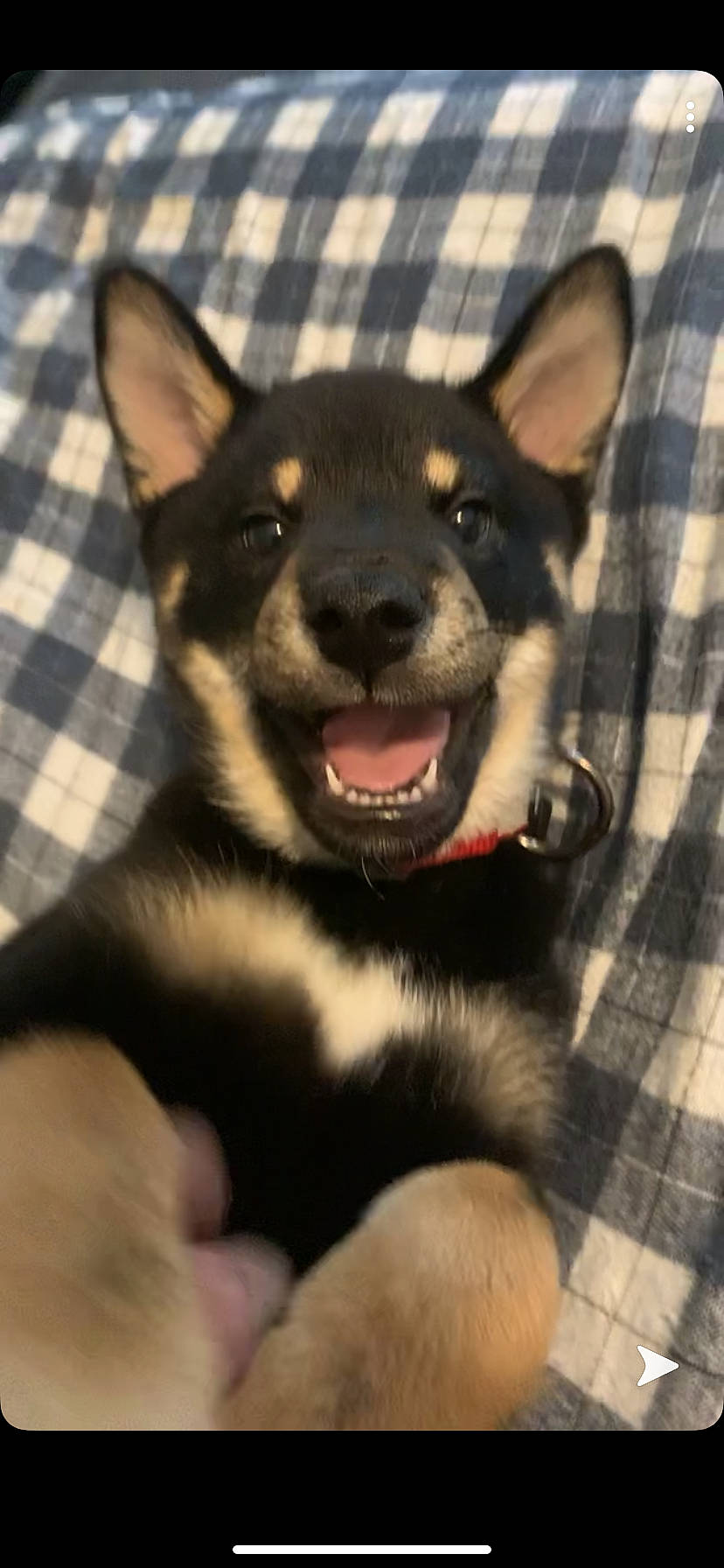 Koda is registered to the contest to win money with this photo: australian_kelpie, canidae, carnivore, dog, dog_breed, lancashire_heeler, lapponian_herder, mammal, rare_breed_dog, snout, vertebrate