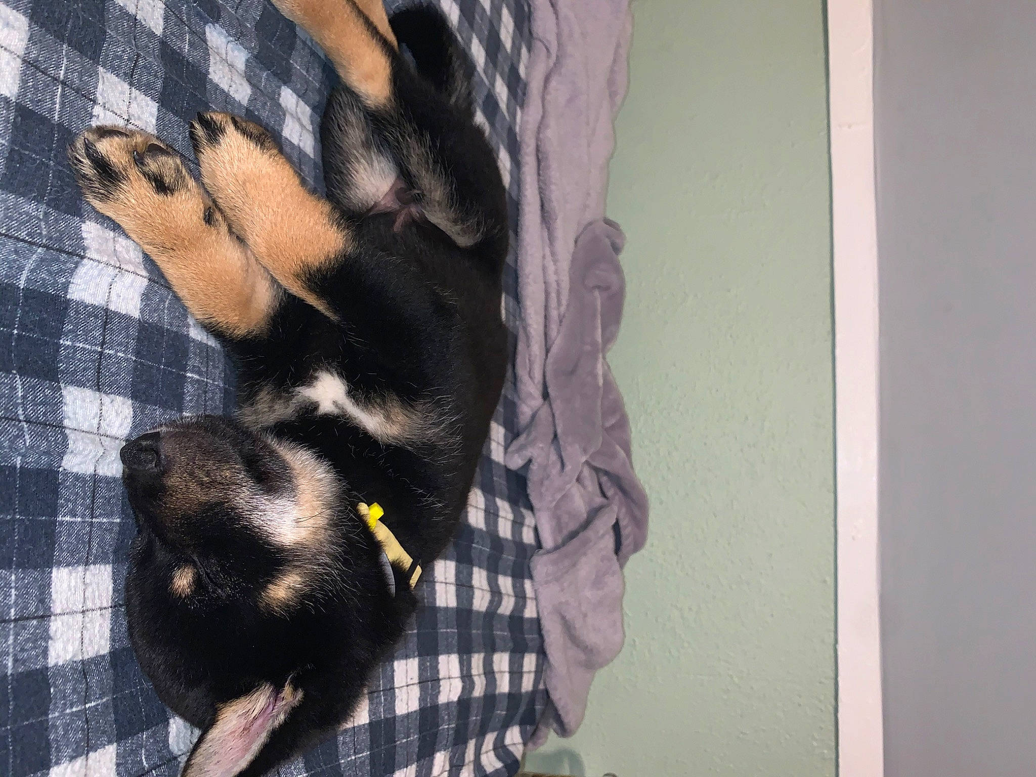 Koda is registered to the contest to win money with this photo: carnivore, design, fur, pattern, plaid, tail, textile