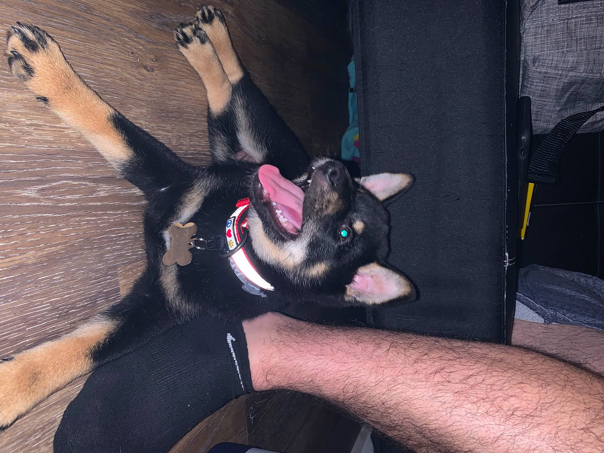 Koda joined the competition — help win amazing prizes! canidae, carnivore, dog, dog_breed, ear, fawn, finger, gesture, hand, non_sporting_group, snout, sporting_group, tail