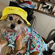 Mae is registered to the contest to win money with this photo: dog, pet, small_dog, sunhat, clothing, costume, colorful, patterned, sitting, indoors, home, shelves, furniture, portrait, cute, fluffy, brown_and_white, yellow_hat, phone_screenshot, gallery_interface