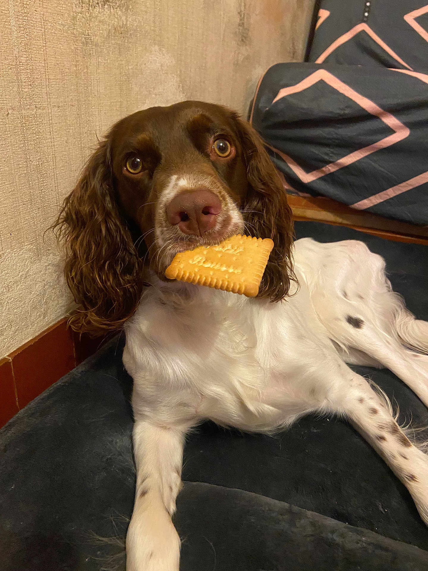 Louky a rejoint le concours — aidez-le/la à gagner de superbes lots ! dog, biscuit, pet, indoor, brown, white, fur, lying_down, cushion, snack, cute, animal, companion, looking, relaxed, ears, mouth, nose, spot, bedroom