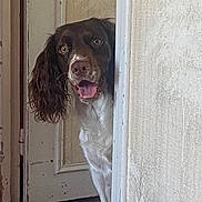 Louky participe au concours pour gagner de l'argent avec cette photo : dog, peeking, doorframe, curious, brown_and_white, indoor, tongue_out, ears, floor, wall, door, pet, animal, canine, house, expression, fur, nose, head, tail