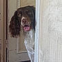 animal, brown_and_white, canine, curious, dog, door, doorframe, ears, expression, floor, fur, head, house, indoor, nose, peeking, pet, tail, tongue_out, wall