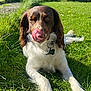 Louky a rejoint le concours — aidez-le/la à gagner de superbes lots ! dog, brown, white, grass, outdoor, sunlight, pet, animal, tongue, licking, collar, tag, relaxed, fur, ears, paw, nature, playful, canine, summer