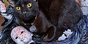 Diego is registered to the contest to win money with this photo: animal, black_cat, cat, closeup, collar, creepy, decor, doll, feathers, feline, halloween, indoor, mask, ornament, pet_tag, resting, spooky, wooden_background, wreath, yellow_eyes