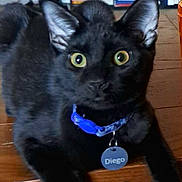 Diego joined the competition — help win amazing prizes! alert, animal, black_cat, books, cat, closeup, collar, curious, domestic_cat, ears, eyes, feline, furniture, indoor, name_tag, pet, relaxed, shelf, tag, wooden_surface