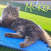 Mckenna is registered to the contest to win money with this photo: animal, backyard, blue_mat, cat, cute, domestic_cat, feline, fluffy_cat, fur, grass, gray_cat, laying_down, nature, outdoor, pet, playful, relaxing, resting, sunlight, whiskers