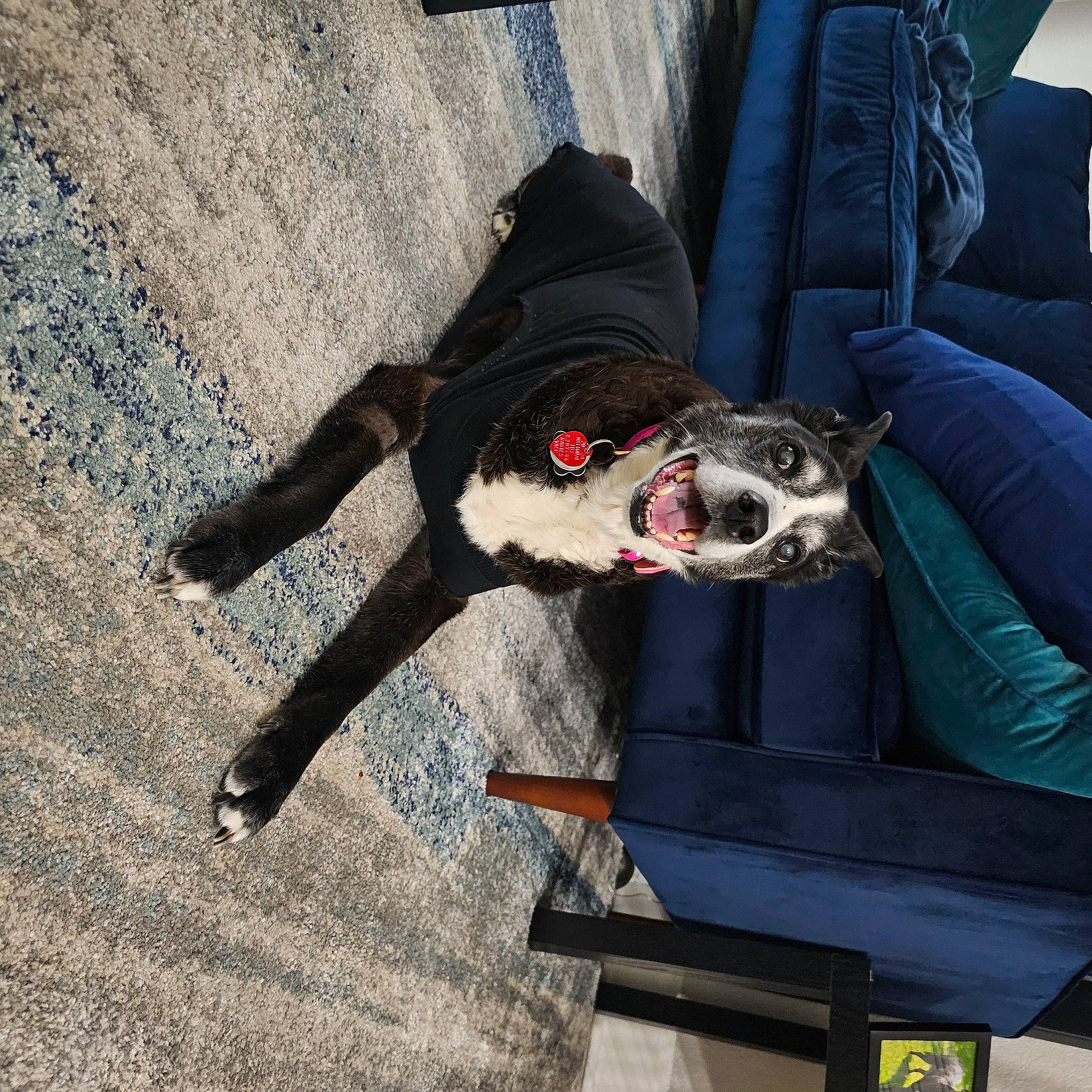 Audrey is registered to the contest to win money with this photo: canidae, carmine, carnivore, comfort, companion_dog, couch, dog, dog_breed, dog_supply, eyewear, flooring, fur, human_leg, non_sporting_group, personal_protective_equipment, road_surface, sitting, snout, sporting_group, tail