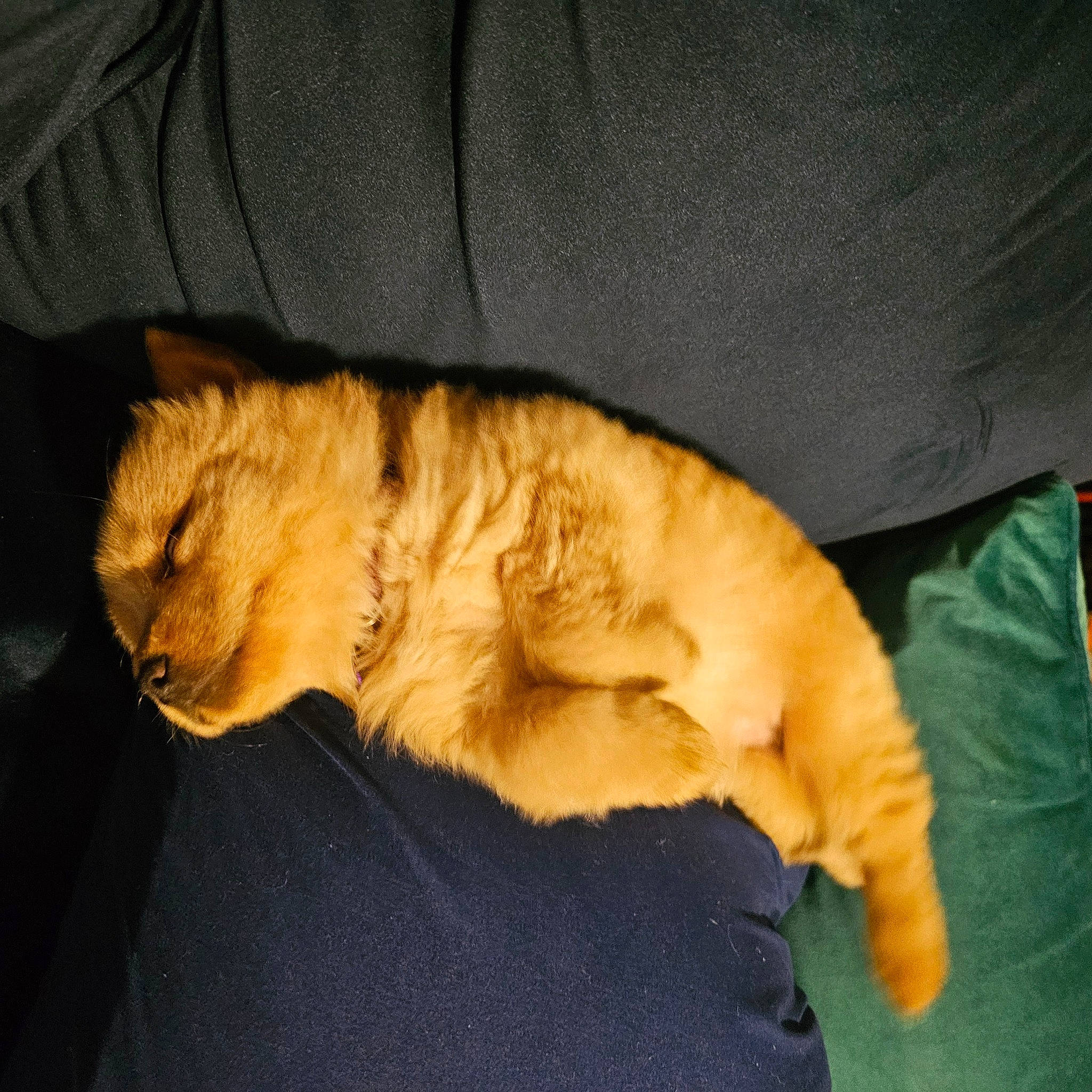 Lily is registered to the contest to win money with this photo: canidae, carnivore, cat, claw, comfort, companion_dog, dog_breed, domestic_short_haired_cat, fawn, felidae, fur, nap, paw, sleep, small_to_medium_sized_cats, snout, sporting_group, tail, whiskers, wood