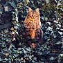 Boutette participe au concours pour gagner de l'argent avec cette photo : animal, cat, curious, eyes, feline, fluffy, foliage, fur, green, ivy, leaves, majestic, nature, outdoor, pet, portrait, sitting, sunlight, tabby, wildlife