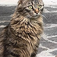 Boutette participe au concours pour gagner de l'argent avec cette photo : alert, animal, cat, closeup, curious, domestic_cat, ears, feline, fluffy, fur, green_eyes, mammal, nature, outdoor, pet, portrait, sitting, stone_pavement, tabby, whiskers