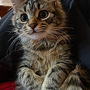 Boutette a rejoint le concours — aidez-le/la à gagner de superbes lots ! kitten, tabby, cat, fur, whiskers, paws, cute, pet, animal, closeup, indoor, cozy, soft, curious, sitting, feline, young, mammal, domestic, portrait