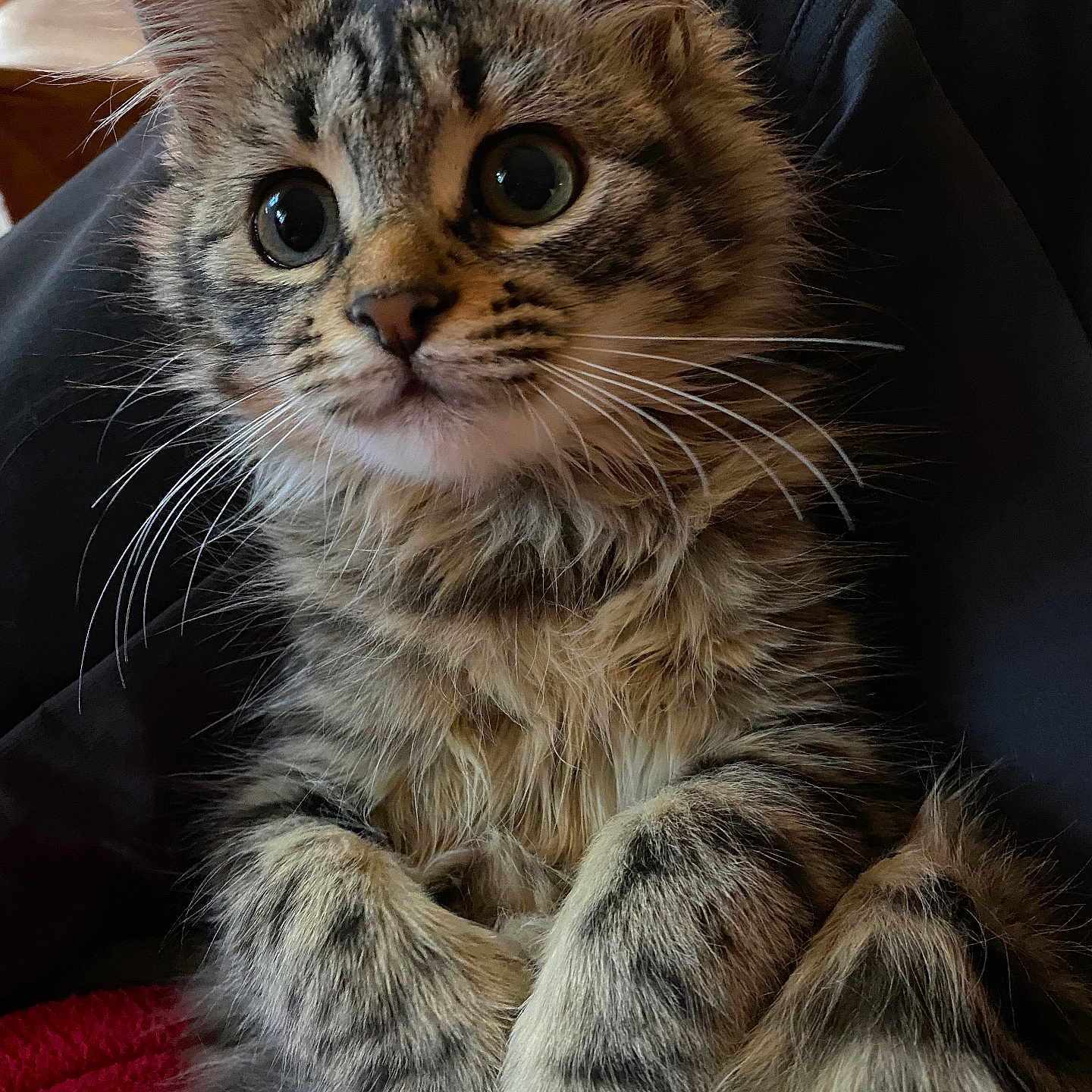 Boutette a rejoint le concours — aidez-le/la à gagner de superbes lots ! animal, cat, closeup, cozy, curious, cute, domestic, feline, fur, indoor, kitten, mammal, paws, pet, portrait, sitting, soft, tabby, whiskers, young