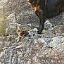 dog, cat, rock, outdoor, nature, pet, animal, harness, sunlight, fur, mammal, adventure, curious, happy, resting, wildlife, companion, exploration, mountain, scenery