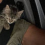 kitten, cat, sleeping, person, arm, glasses, dark, indoor, closeup, cozy, casual, shirt, button, pet, animal, resting, cute, feline, young, companion