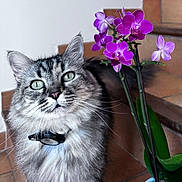 Gaïa a rejoint le concours — aidez-le/la à gagner de superbes lots ! cat, tabby, gray_fur, green_eyes, collar, flower, orchid, purple_flower, plant, pot, stairs, indoor, pet, whiskers, curious, closeup, feline, animal, domestic_cat, houseplant