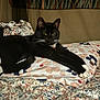 cat, black_cat, white_paws, bed, pillow, floral_pattern, blanket, indoor, pet, feline, relaxed, stretching, whiskers, collar, sleepy, domestic_animal, cozy, resting, animal, cute