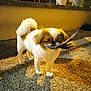 Oslo a rejoint le concours — aidez-le/la à gagner de superbes lots ! dog, pet, feather, outdoor, night, playful, curious, small_dog, fur, animal, ground, shadow, tail, ears, nose, mouth, light, wall, pavement, toy
