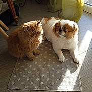 Oslo a rejoint le concours — aidez-le/la à gagner de superbes lots ! cat, dog, indoor, sunlight, carpet, star_pattern, pet, fluffy, ginger_cat, white_dog, brown_dog, wooden_floor, curtain, furniture, cozy, relaxed, companion, animal, domestic, floor