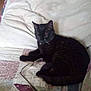 Stinkybooter joined the competition — help win amazing prizes! animal, bed, black_cat, blanket, cat, comfort, cozy, domestic, feline, glasses, home, indoor, pet, quiet, quilt, relaxing, resting, sleeping, soft, striped