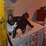 Tiny joined the competition — help win amazing prizes! animal, bathroom, black_and_white, cabinet, cat, cleaning_tool, curious, door_frame, exploring, floral, household, indoor, mop, pet, potted_plant, sink, towel, white, wood, yellow