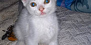 Tiny is registered to the contest to win money with this photo: animal, bed, blanket, cat, curious, cute, domestic, ears, eyes, feline, fur, gray, indoor, kitten, paws, pet, quilt, small, white, young