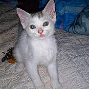 Tiny is registered to the contest to win money with this photo: animal, bed, blanket, cat, curious, cute, domestic, ears, eyes, feline, fur, gray, indoor, kitten, paws, pet, quilt, small, white, young