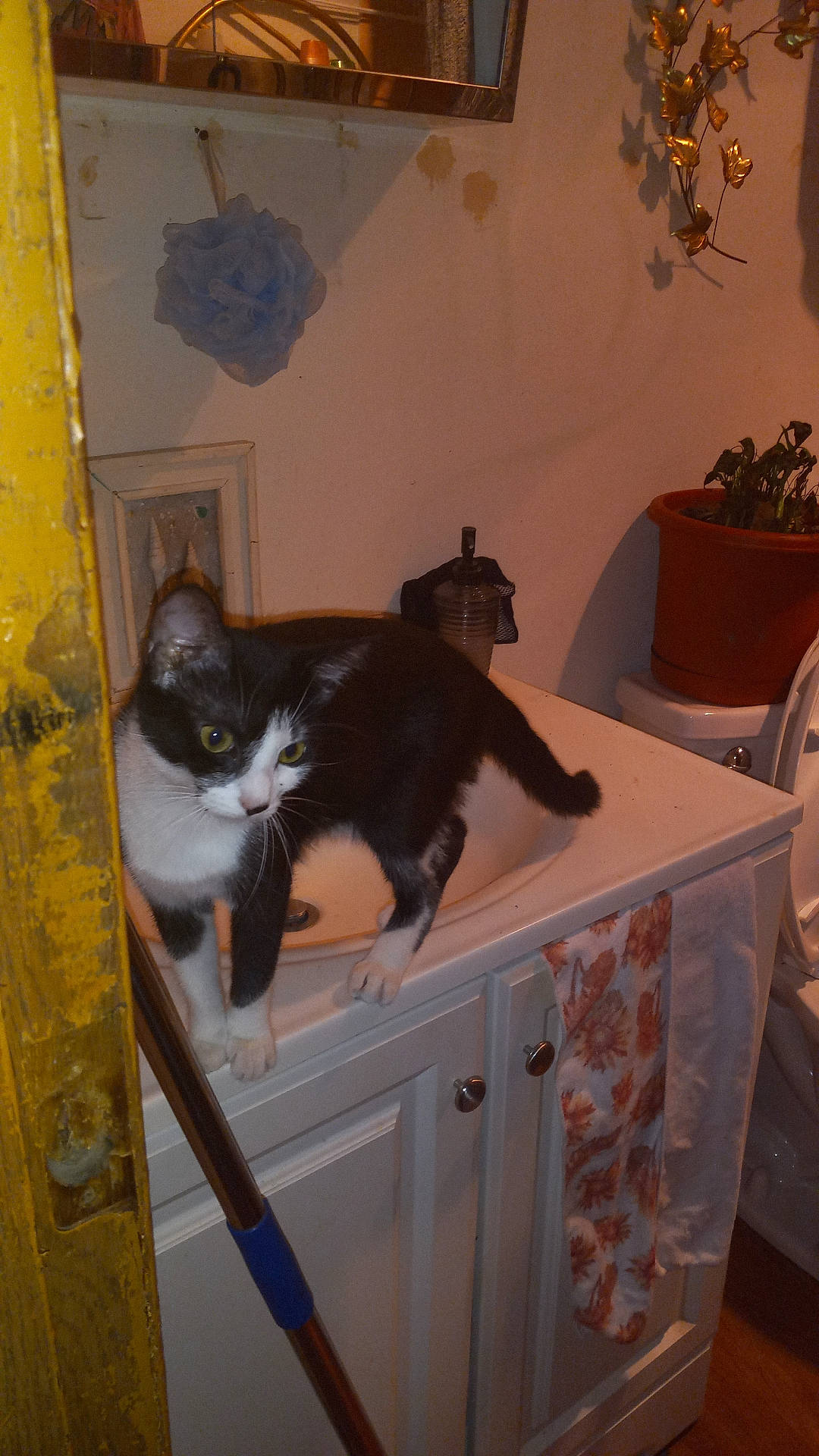 Tiny joined the competition — help win amazing prizes! animal, bathroom, black_and_white, cabinet, cat, cleaning_tool, curious, door_frame, exploring, floral, household, indoor, mop, pet, potted_plant, sink, towel, white, wood, yellow