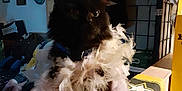 Sis is registered to the contest to win money with this photo: accessory, animal, black_cat, close_up, cluttered_table, costume, dark_fur, decor, dim_lighting, domestic_cat, feather_boa, fluffy, furniture, furry, guitar, household_items, indoor, pet, portrait, wall_art