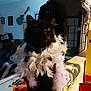 accessory, animal, black_cat, close_up, cluttered_table, costume, dark_fur, decor, dim_lighting, domestic_cat, feather_boa, fluffy, furniture, furry, guitar, household_items, indoor, pet, portrait, wall_art
