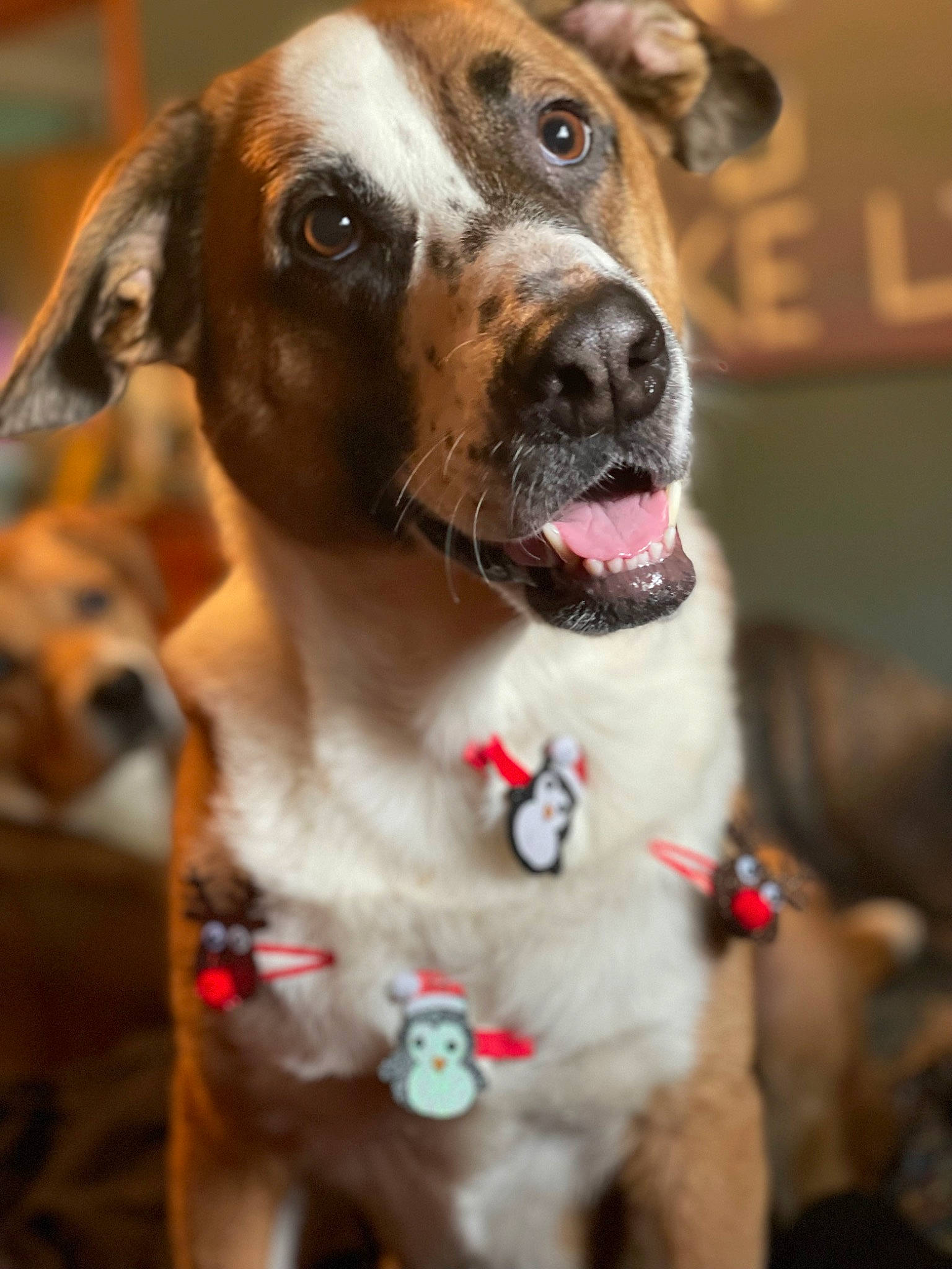 Cash is registered to the contest to win money with this photo: canidae, carnivore, collar, companion_dog, dog, dog_breed, dog_collar, dog_supply, fawn, fur, hunting_dog, leash, non_sporting_group, pet_supply, photography, snout, sporting_group, whiskers, working_animal, working_dog