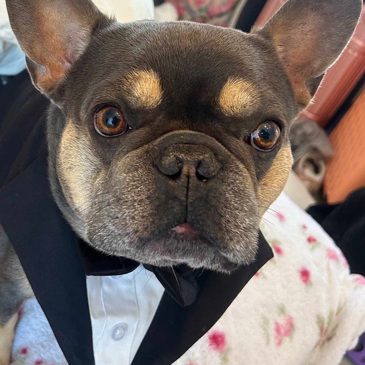 Johnny Tonka joined the competition — help win amazing prizes! animal, blanket, brown_eyes, close_up, collar, cute, dog, ears, face, floral_pattern, french_bulldog, fur, indoor, pet, portrait, resting, snout, tuxedo, tuxedo_collar, whiskers