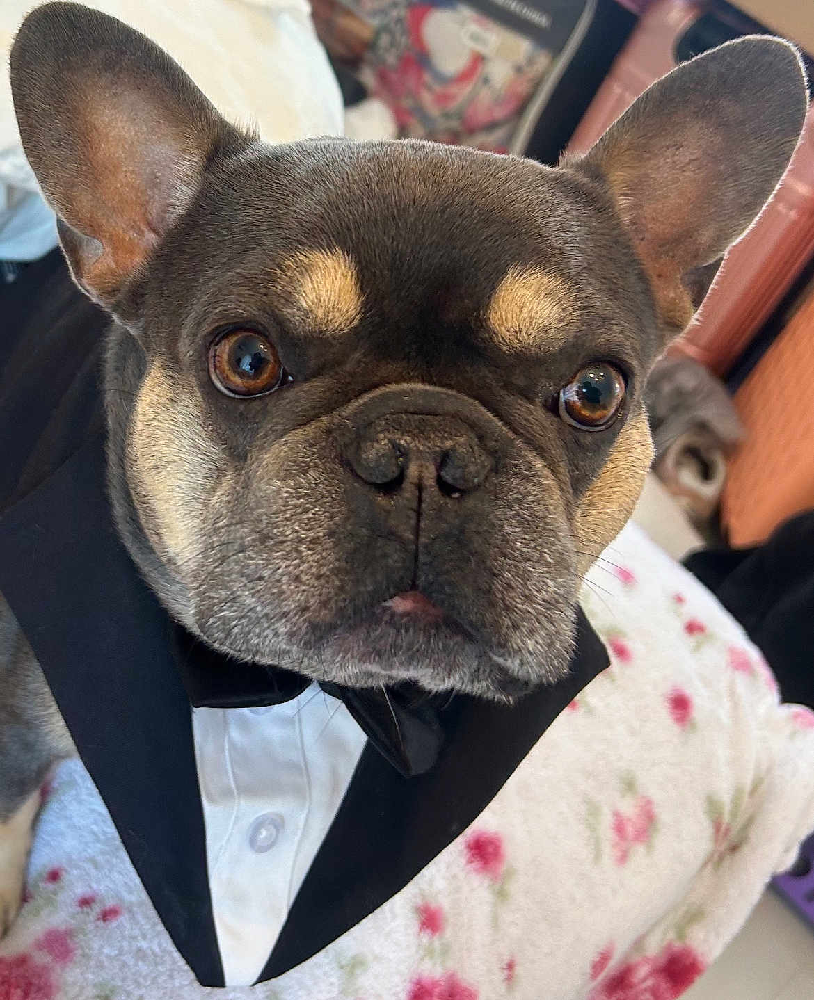 Johnny Tonka joined the competition — help win amazing prizes! animal, blanket, brown_eyes, close_up, collar, cute, dog, ears, face, floral_pattern, french_bulldog, fur, indoor, pet, portrait, resting, snout, tuxedo, tuxedo_collar, whiskers