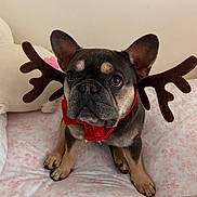 Johnny Tonka is registered to the contest to win money with this photo: dog, french_bulldog, reindeer_antlers, pet, cute, animal, indoor, bed, floral_bedspread, costume, holiday, festive, brown, black, small_dog, ears, snout, paws, looking_up, decor