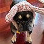 Johnny Tonka is registered to the contest to win money with this photo: animal, black, brown, bunny_ears, collar, costume, cute, dog, ears, expression, face, floor, french_bulldog, fur, indoor, looking_up, pet, pink, tag, white