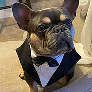 Johnny Tonka joined the competition — help win amazing prizes! animal, black, bow_tie, brown, chair, cute, dog, domestic_animal, ears, face, french_bulldog, furniture, indoor, looking_up, pet, portrait, sitting, small_dog, tuxedo, white_shirt