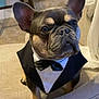 animal, black, bow_tie, brown, chair, cute, dog, domestic_animal, ears, face, french_bulldog, furniture, indoor, looking_up, pet, portrait, sitting, small_dog, tuxedo, white_shirt