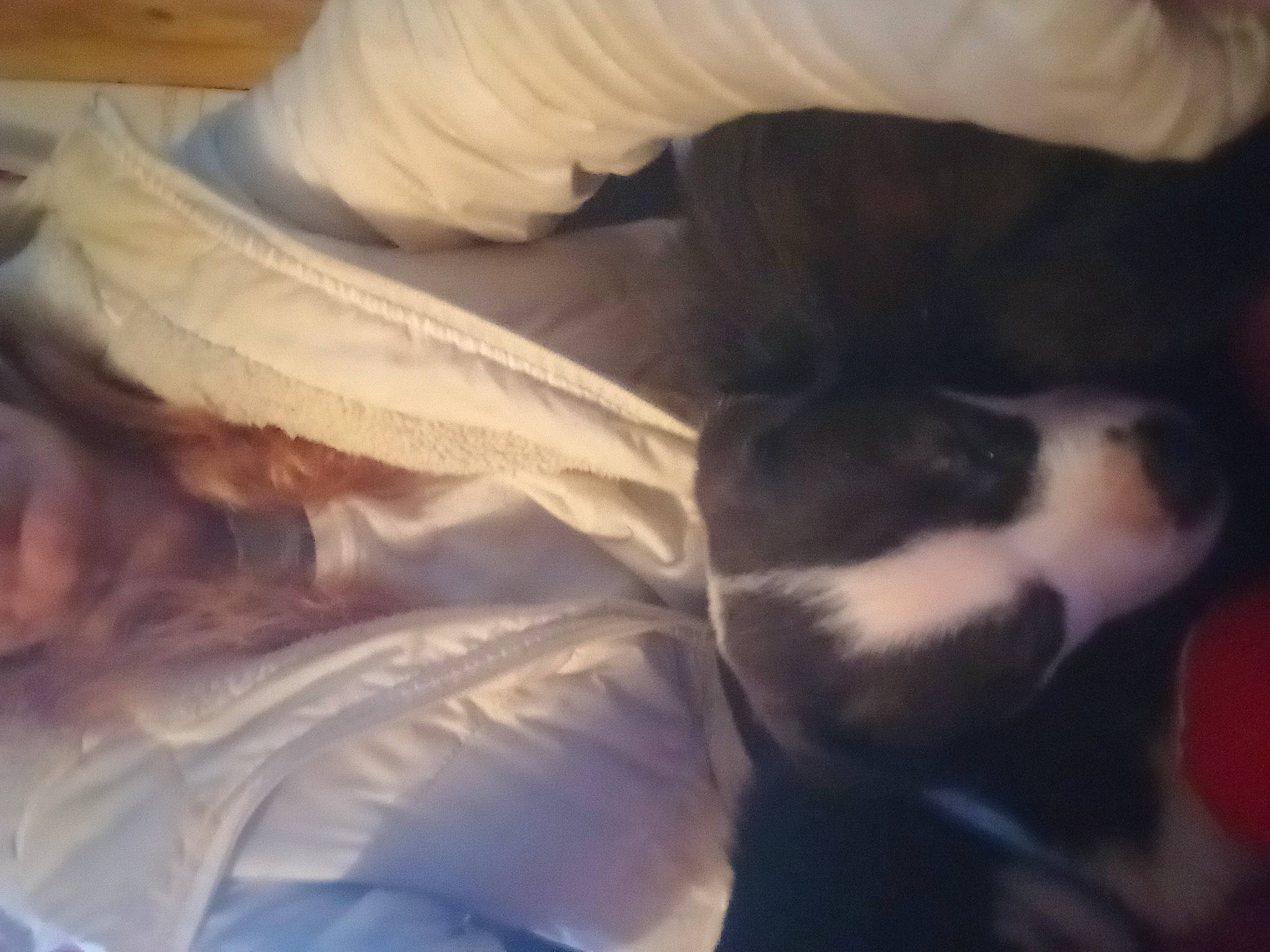 Zira is registered to the contest to win money with this photo: bedding, bedtime, blanket, bored, carnivore, cloud, comfort, companion_dog, dog_breed, fawn, felidae, fur, linens, nap, paw, sky, sleep, small_to_medium_sized_cats, tail, whiskers