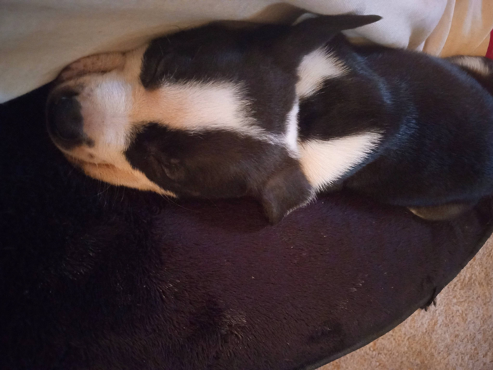 Zira is registered to the contest to win money with this photo: canidae, carnivore, claw, cloud, comfort, companion_dog, dog, dog_breed, felidae, fur, nap, paw, small_to_medium_sized_cats, snout, sporting_group, tail, terrestrial_animal, tints_and_shades, whiskers, wood