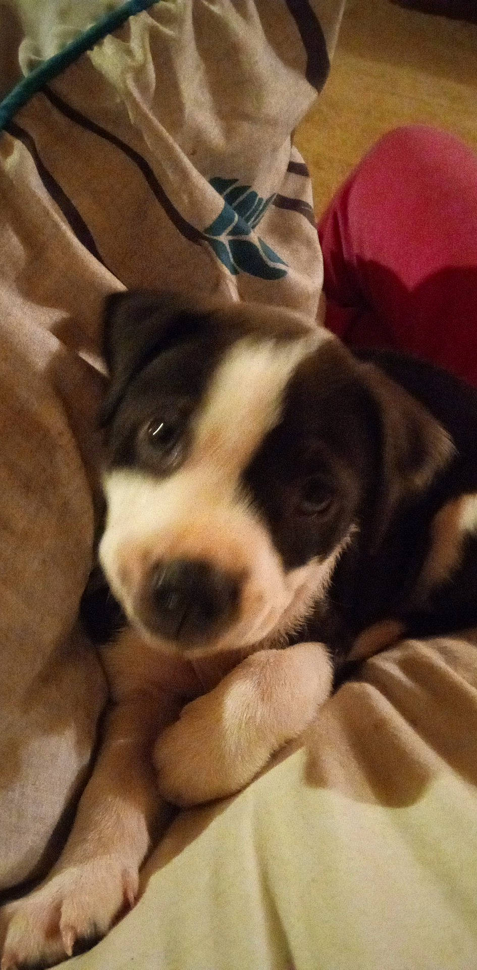 Zira is registered to the contest to win money with this photo: bored, carnivore, cloud, comfort, companion_dog, dog, dog_breed, fur, paw, sky, sporting_group, square, whiskers, working_animal