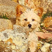 Roxy participe au concours pour gagner de l'argent avec cette photo : dog, rock, outdoor, nature, grass, animal, fluffy, curious, peeking, sunlight, lichen, fur, ears, snout, ground, stone, camouflage, pet, wildlife, daylight