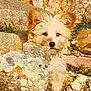 dog, rock, outdoor, nature, grass, animal, fluffy, curious, peeking, sunlight, lichen, fur, ears, snout, ground, stone, camouflage, pet, wildlife, daylight