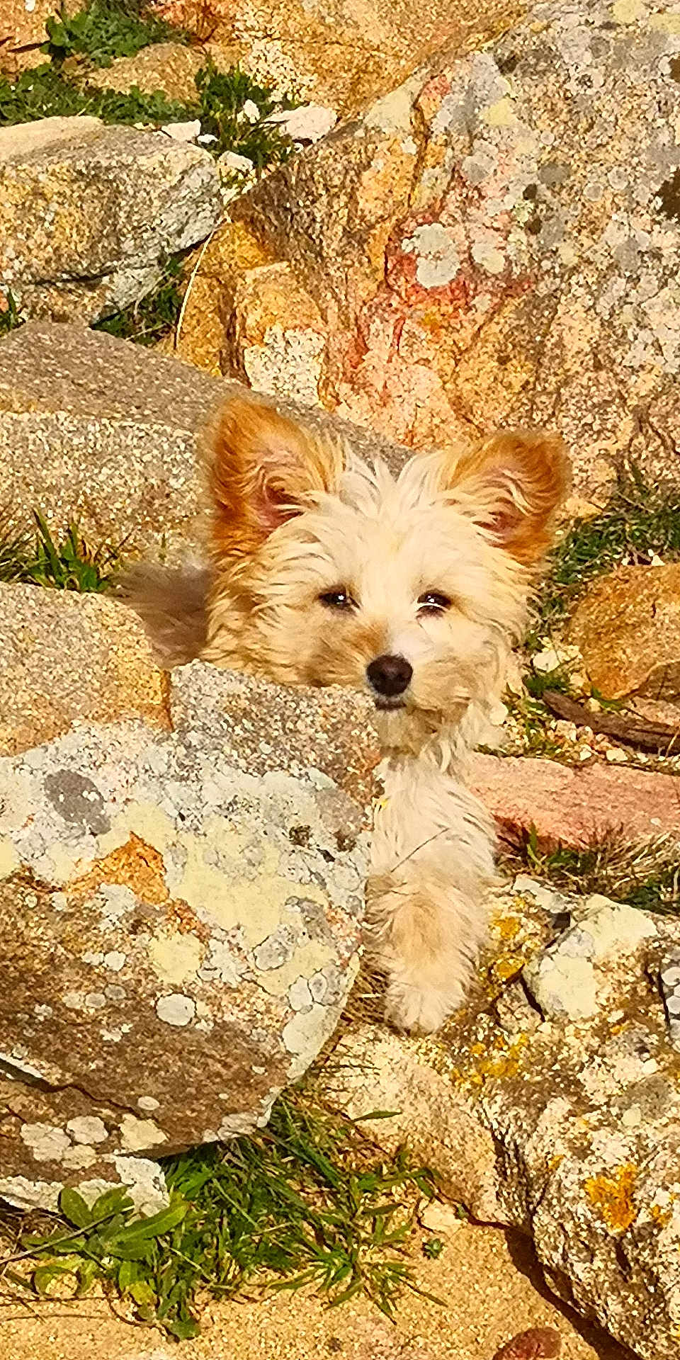 Roxy