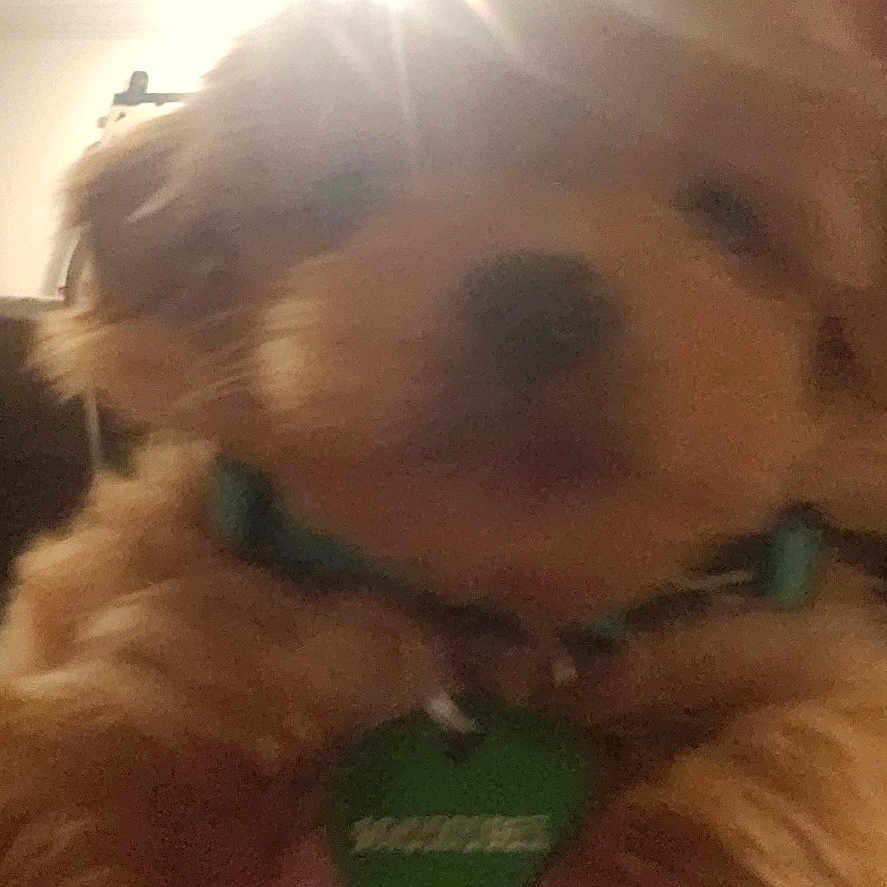 Noah joined the competition — help win amazing prizes! dog, puppy, small_dog, fluffy, long_hair, brown_fur, tan_fur, pet, collar, dog_tag, green_tag, portrait, close_up, indoor, ceiling_light, backlighting, human, face, photobomb, vertical_photo