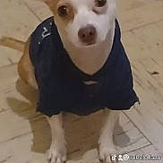 Champ is registered to the contest to win money with this photo: animal, brown_and_white, canine, clothing, cute, dog, domestic_animal, ears, eyes, face, floor, indoor, looking_at_camera, paws, pet, portrait, shirt, sitting, small_dog, tile_floor