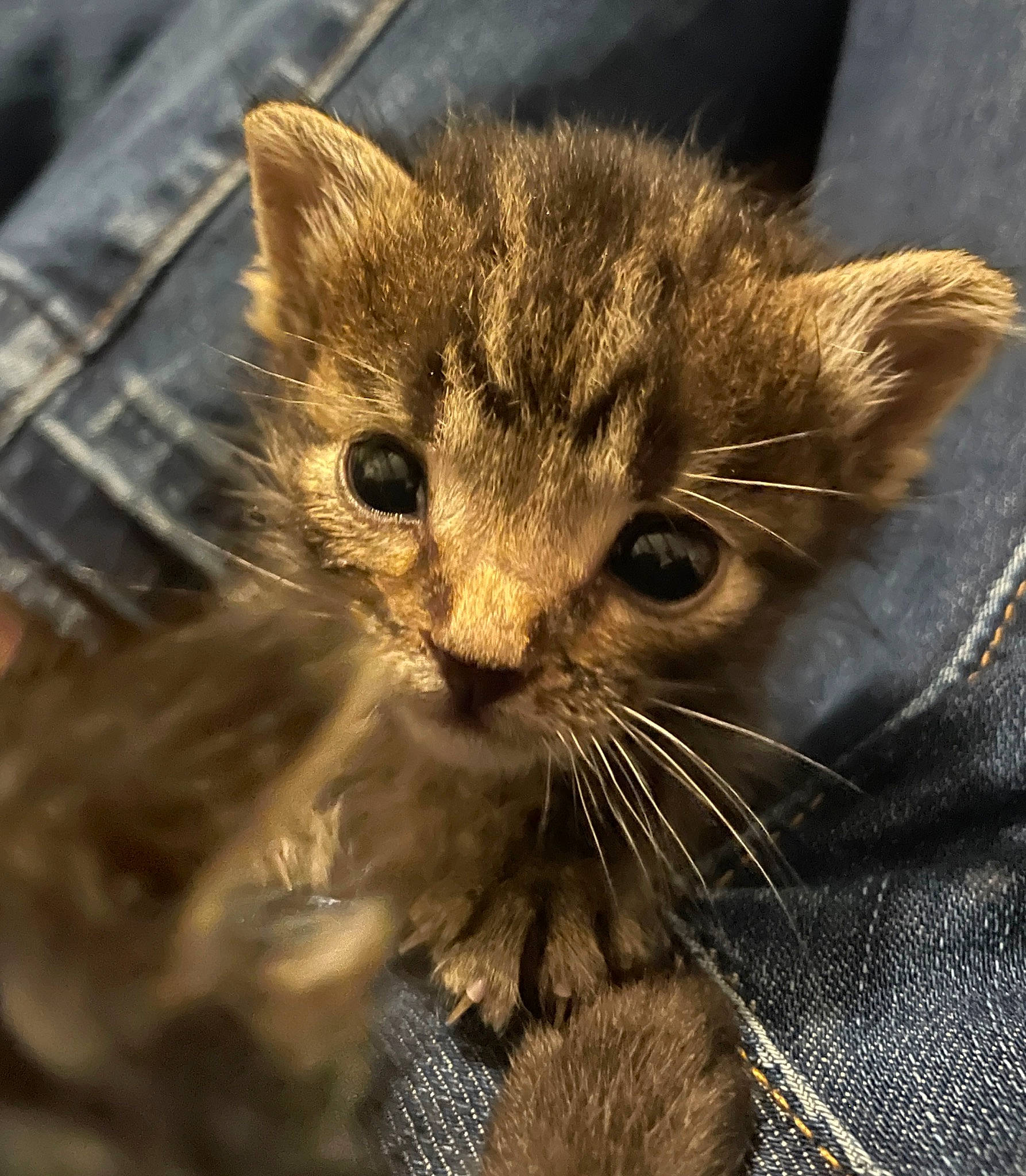 Marley is registered to the contest to win money with this photo: carnivore, cat, claw, domestic_short_haired_cat, eye, fawn, felidae, fur, grass, iris, paw, small_to_medium_sized_cats, snout, tail, terrestrial_animal, whiskers, wildlife